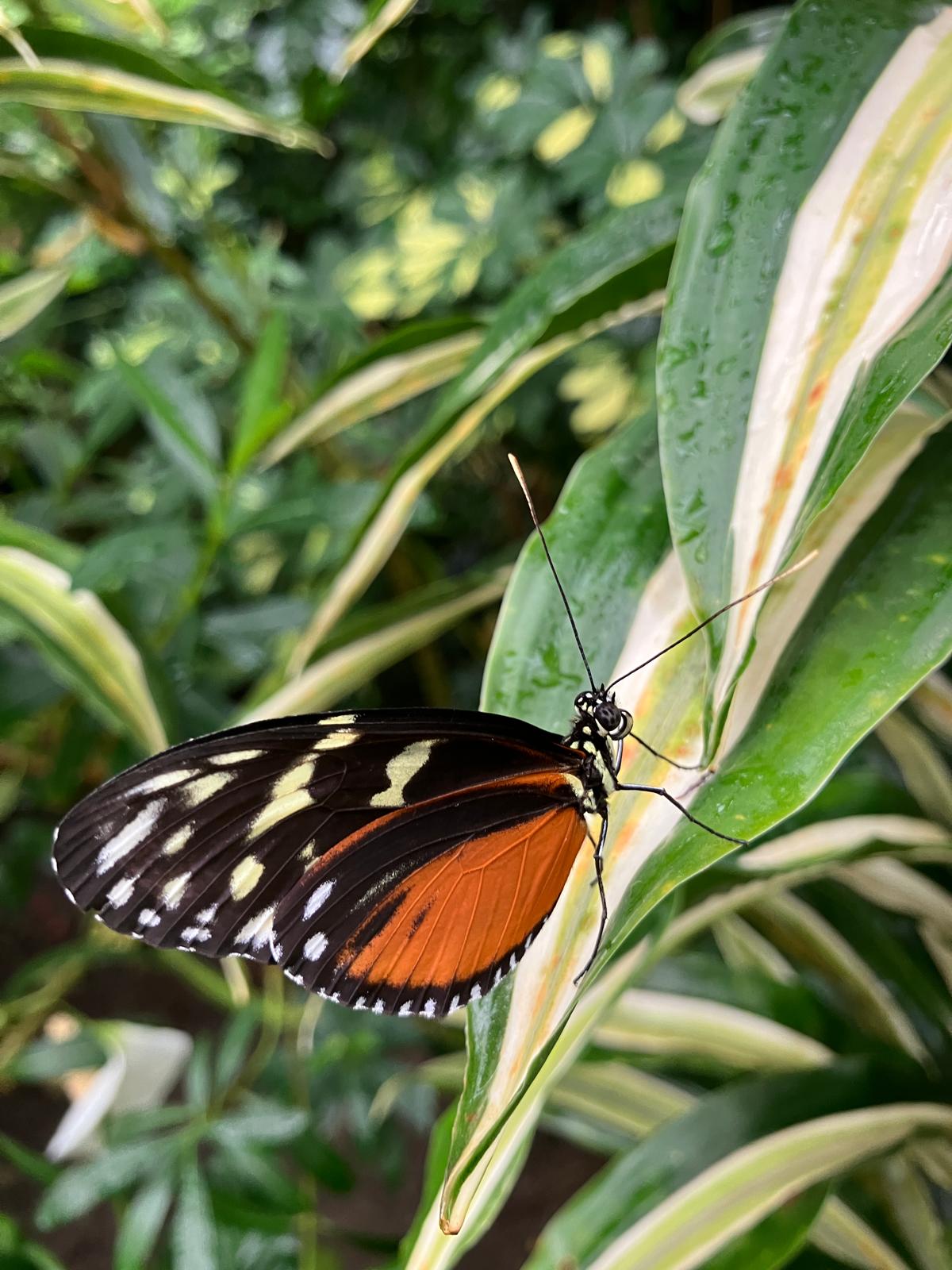 Foto 65 bij artikel "Uitje naar de Orchideenhoeve in Luttelgeest".